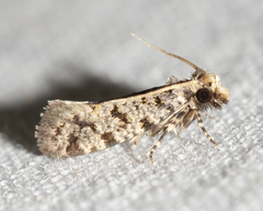 Amydria margoriella