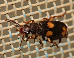 Macrocheilus
