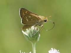 Hesperia attalus slossonae