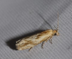 Eucosma radiatana