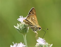 Hesperia attalus slossonae