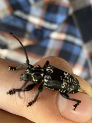 Acanthoderes funeraria