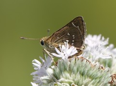 Hesperia attalus slossonae