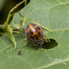 Epilachna paenulata