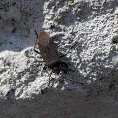 Jadera parapectoralis