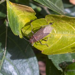 Jadera parapectoralis