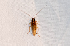Blattella vaga