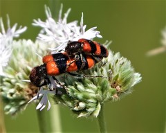 Trichodes apivorus