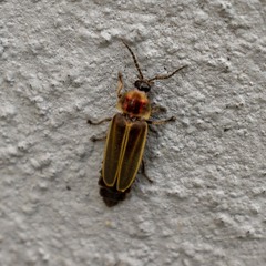 Photinus signaticollis