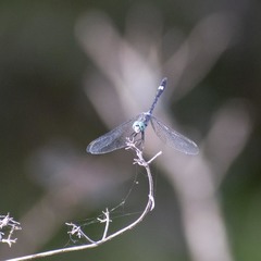 Micrathyria longifasciata