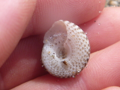 Coelotrochus tiaratus