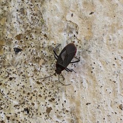 Jadera parapectoralis