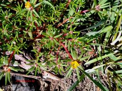 Portulaca mexicana