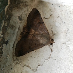 Pandesma anysa