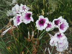 Ipomoea longifolia