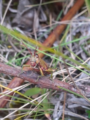 Agesander ruficornis