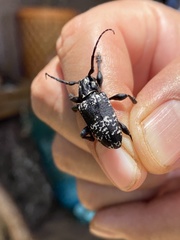 Acanthoderes funeraria