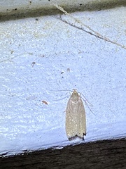 Autosticha kyotensis