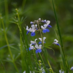 Collinsia verna