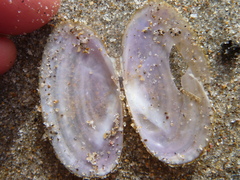 Hiatula nitida
