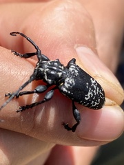 Acanthoderes funeraria