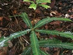 Phyllanthus watsonii