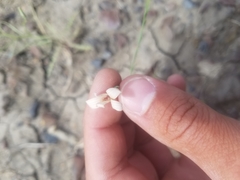 Stephanomeria runcinata