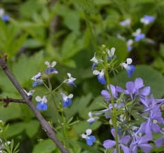 Collinsia verna
