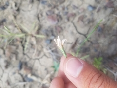Stephanomeria runcinata