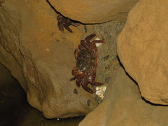 Parasesarma