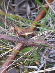 Agesander ruficornis