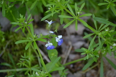 Collinsia verna
