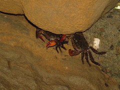 Parasesarma