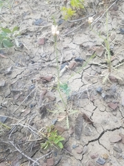 Stephanomeria runcinata