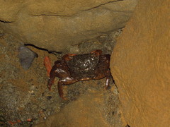 Parasesarma