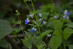 Collinsia verna