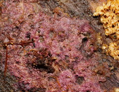 Ceriporia purpurea