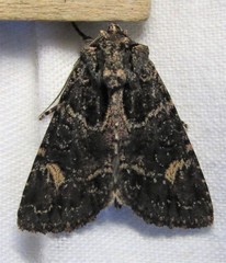 Aseptis binotata