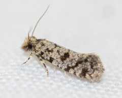 Amydria margoriella