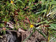 Portulaca mexicana
