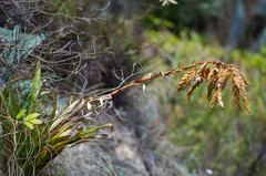 Tillandsia lajensis