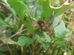 Araneae