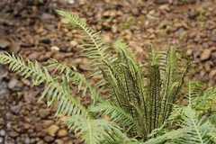 Blechnum nudum