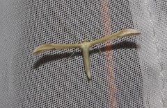 Hellinsia pectodactylus