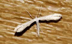 Oidaematophorus