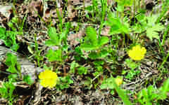 Potentilla stolonifera