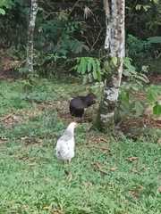 Dasyprocta fuliginosa