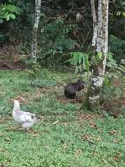 Dasyprocta fuliginosa