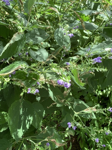 Scutellaria incana