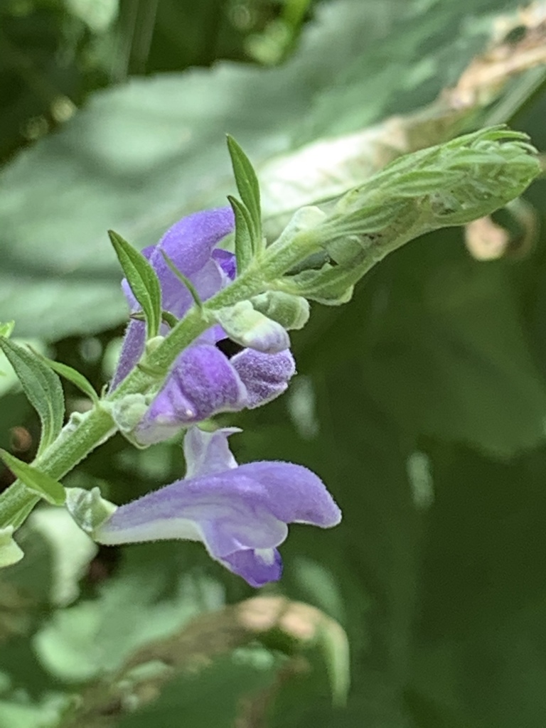 Scutellaria incana, Angle Fly Preserve, Katonah, NY, US